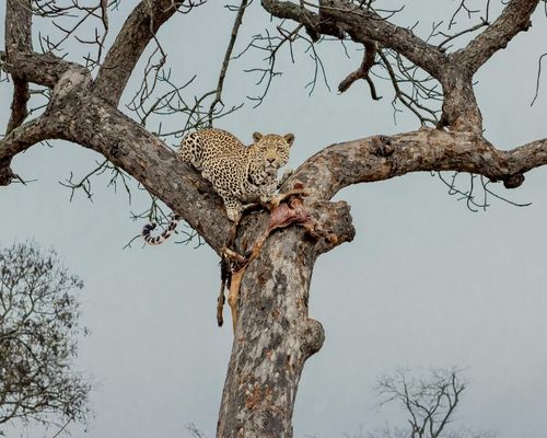 AMBOSELI NATIONAL PARK, LAKE NAKURU NATIONAL PARK, MASAI MARA GAME RESERVE 